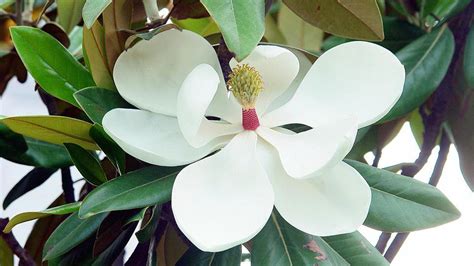 MAGNOLIA (EN ESPAÑOL) .